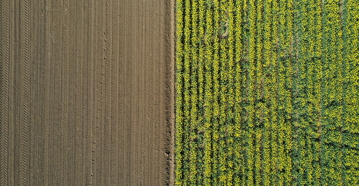 Image of a canola field which has been partially harvested.